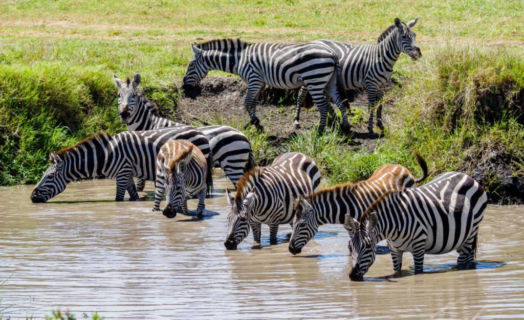 Kenya-19162-1536x939