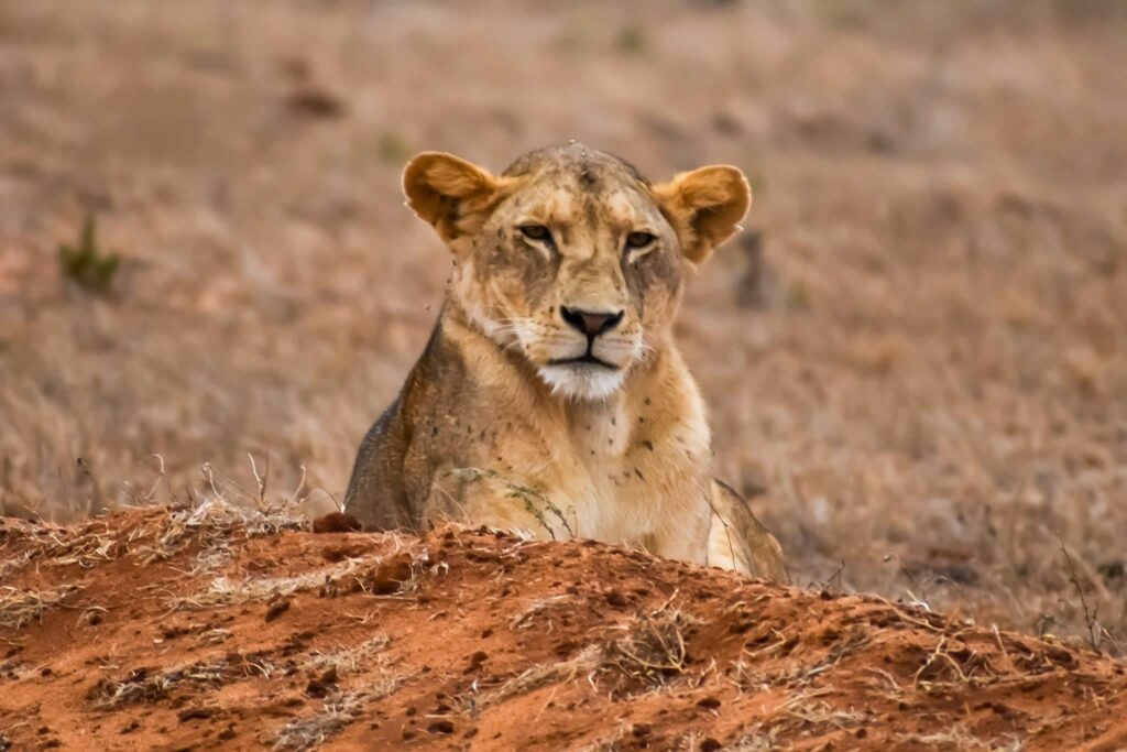 1.5days-ngutuni-sanctuary-extraordinary-night-safari-1