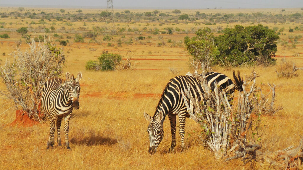 1.5days-ngutuni-sanctuary-extraordinary-night-safari