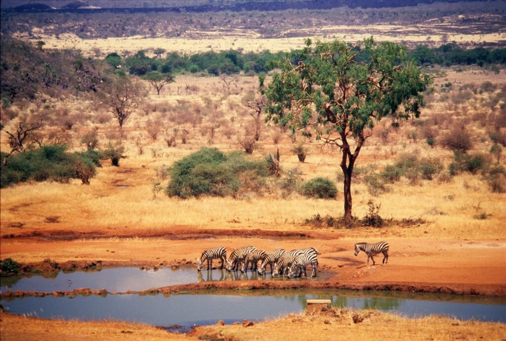 1.5days-ngutuni-sanctuary-extraordinary-night-safari-2