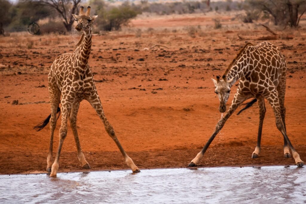 1.5days-ngutuni-sanctuary-extraordinary-night-safari-3
