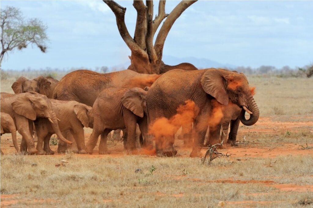 1.5days-ngutuni-sanctuary-extraordinary-night-safari-4