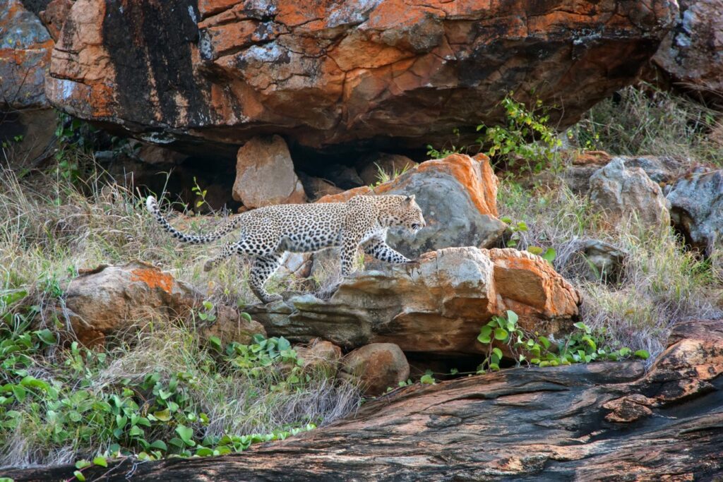 1.5days-ngutuni-sanctuary-extraordinary-night-safari-5