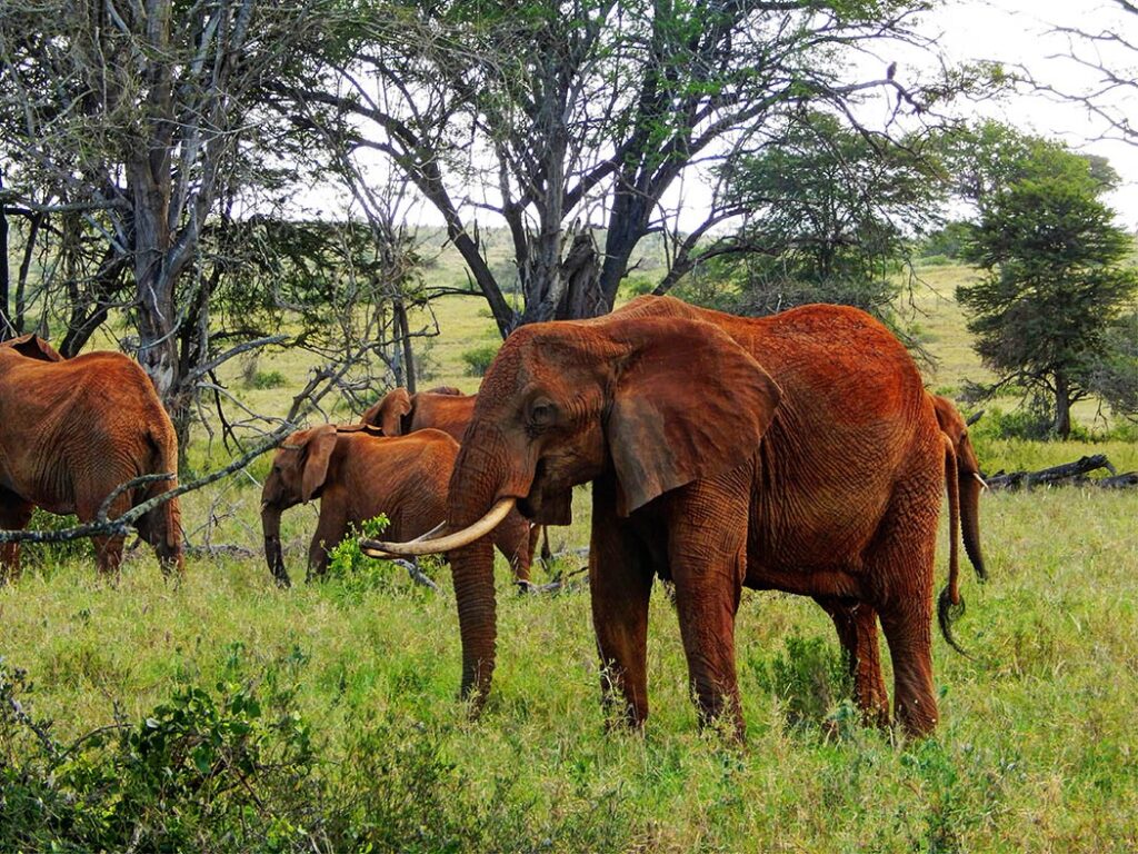 2days-tsavo-east-national-park-taita-hills-sanctuary-1