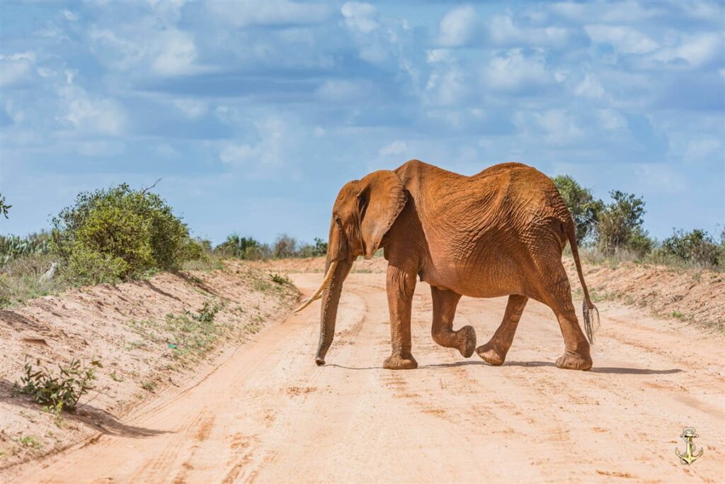 2days-tsavo-east-national-park-taita-hills-sanctuary-2