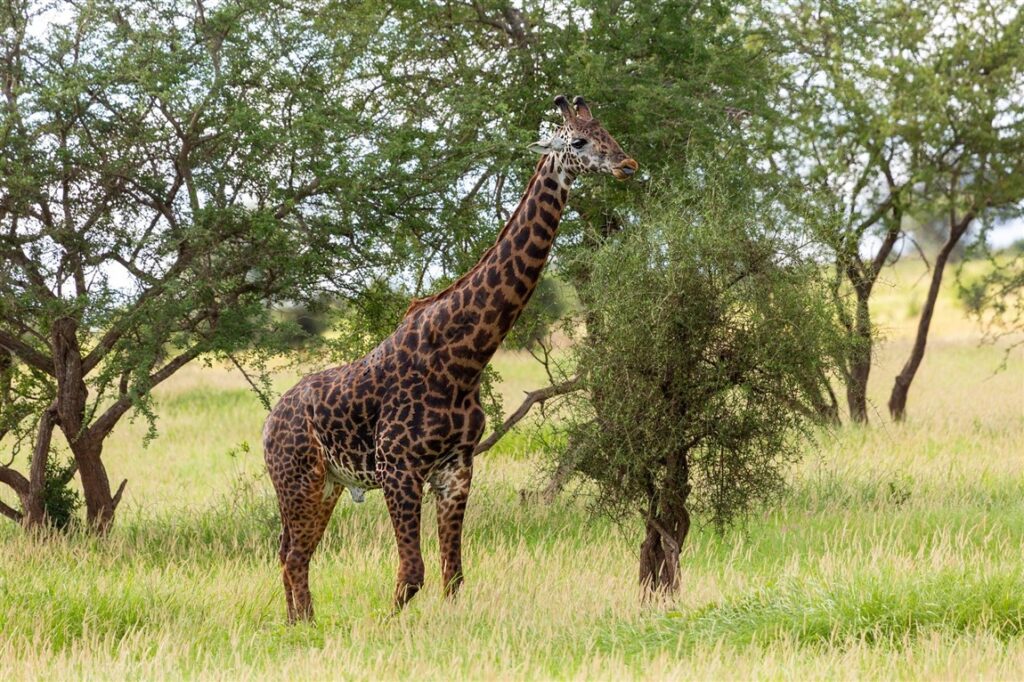 2days-tsavo-east-national-park-taita-hills-sanctuary-4
