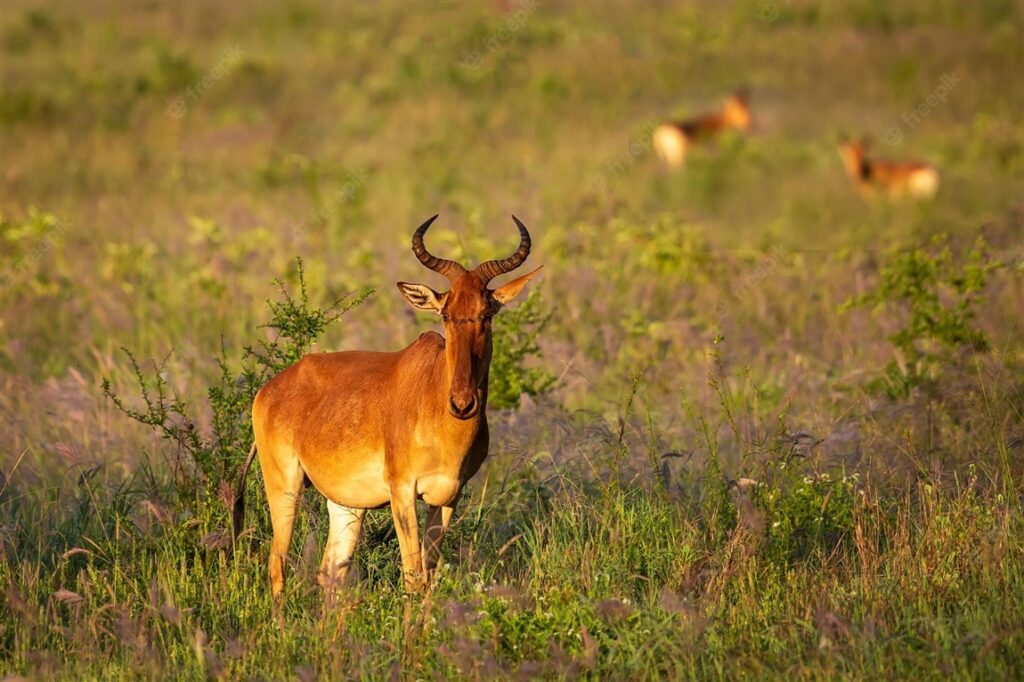 2days-tsavo-east-national-park-taita-hills-sanctuary-5
