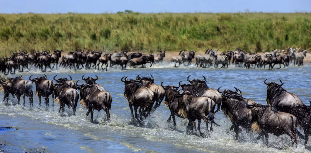 wildebeest-migration-banner