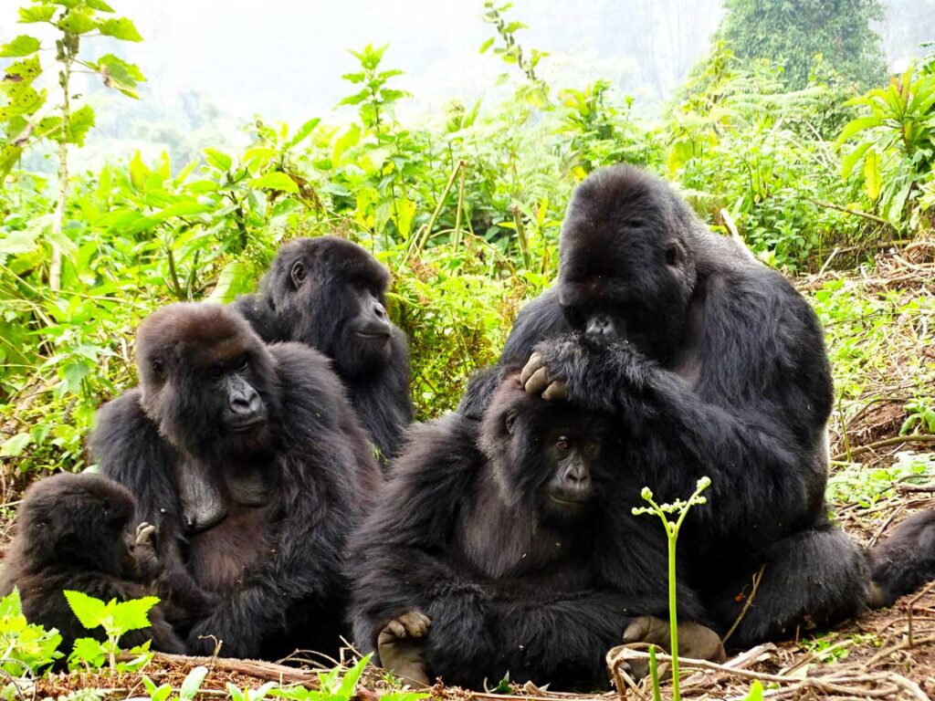 4-days-rwanda-double-gorilla-tour