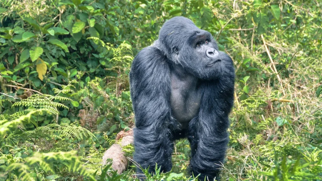 A-gorilla-in-Virunga-National-Park-Rwanda-1536x864.jpg