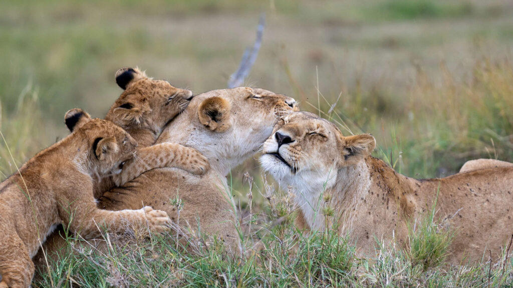 Budget Safari 5 days3