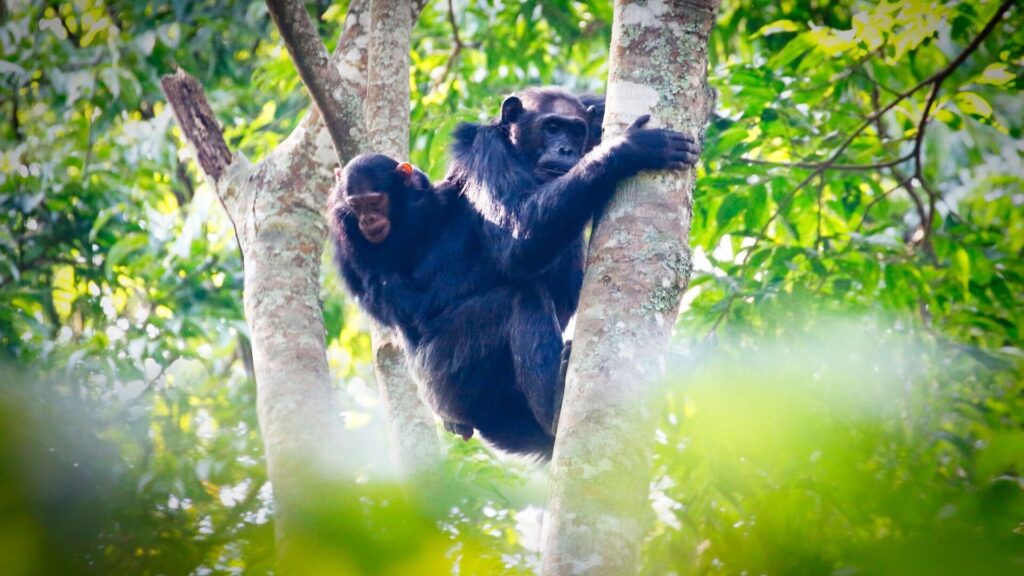 Chimpanzees-in-Nyungwe-National-Park-Rwanda-Photo-credit-Photo-credit-Narvikk-from-Getty-Images-via-Canva-1920x1080