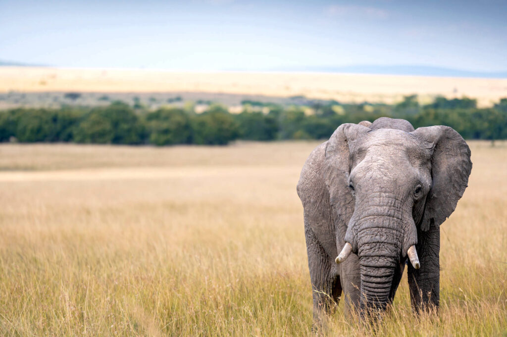 Elephant