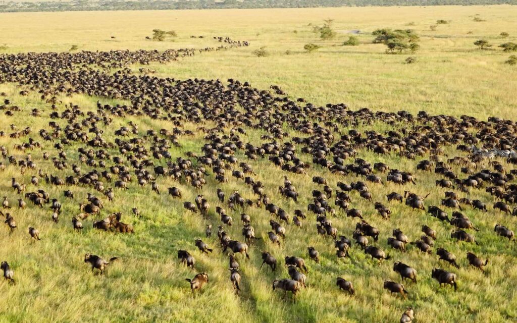 Serengeti-Wildebeest-Migration-Safari-2