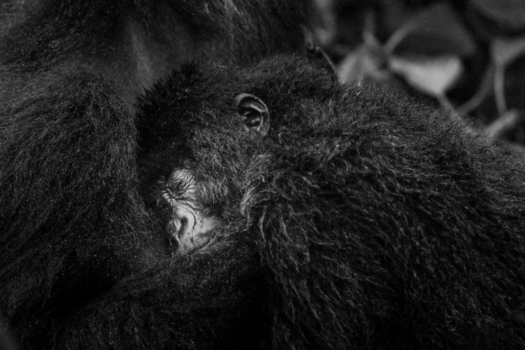 baby-gorilla-volcanoes-national-park