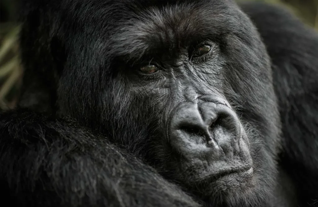 republic_congo-safari