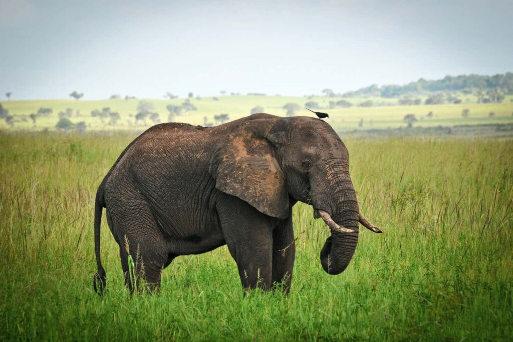 tanzania-wildlife-experience-