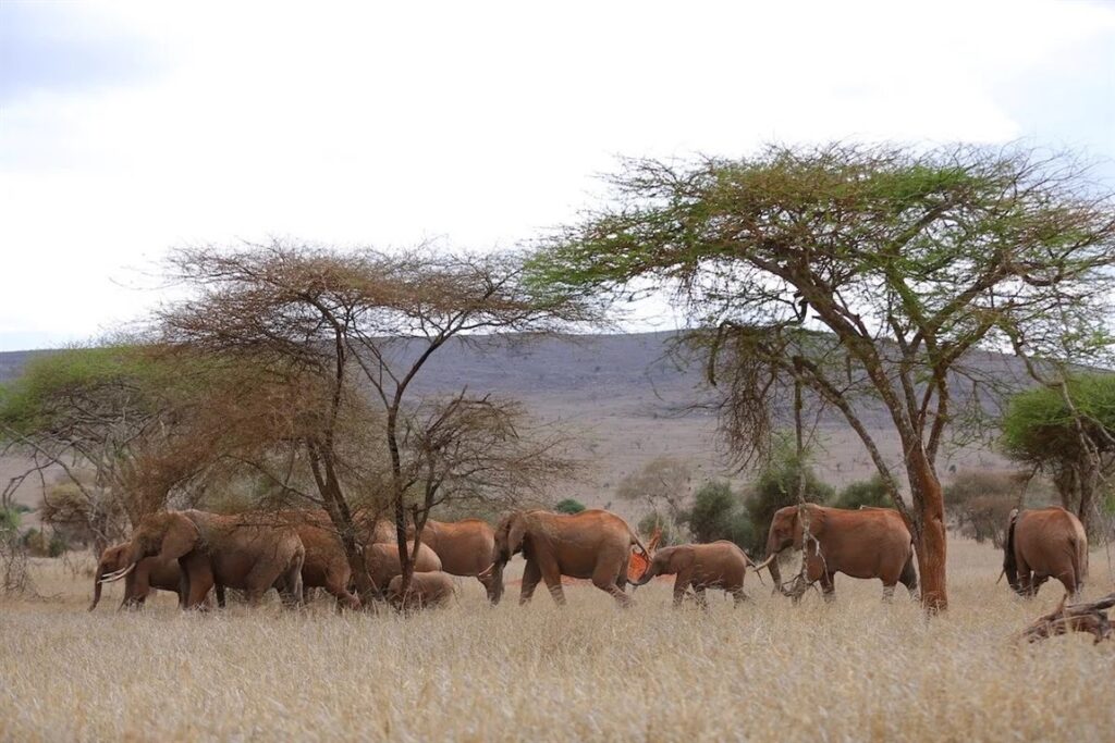 2days-tsavo-east-national-park-taita-hills-sanctuary-9